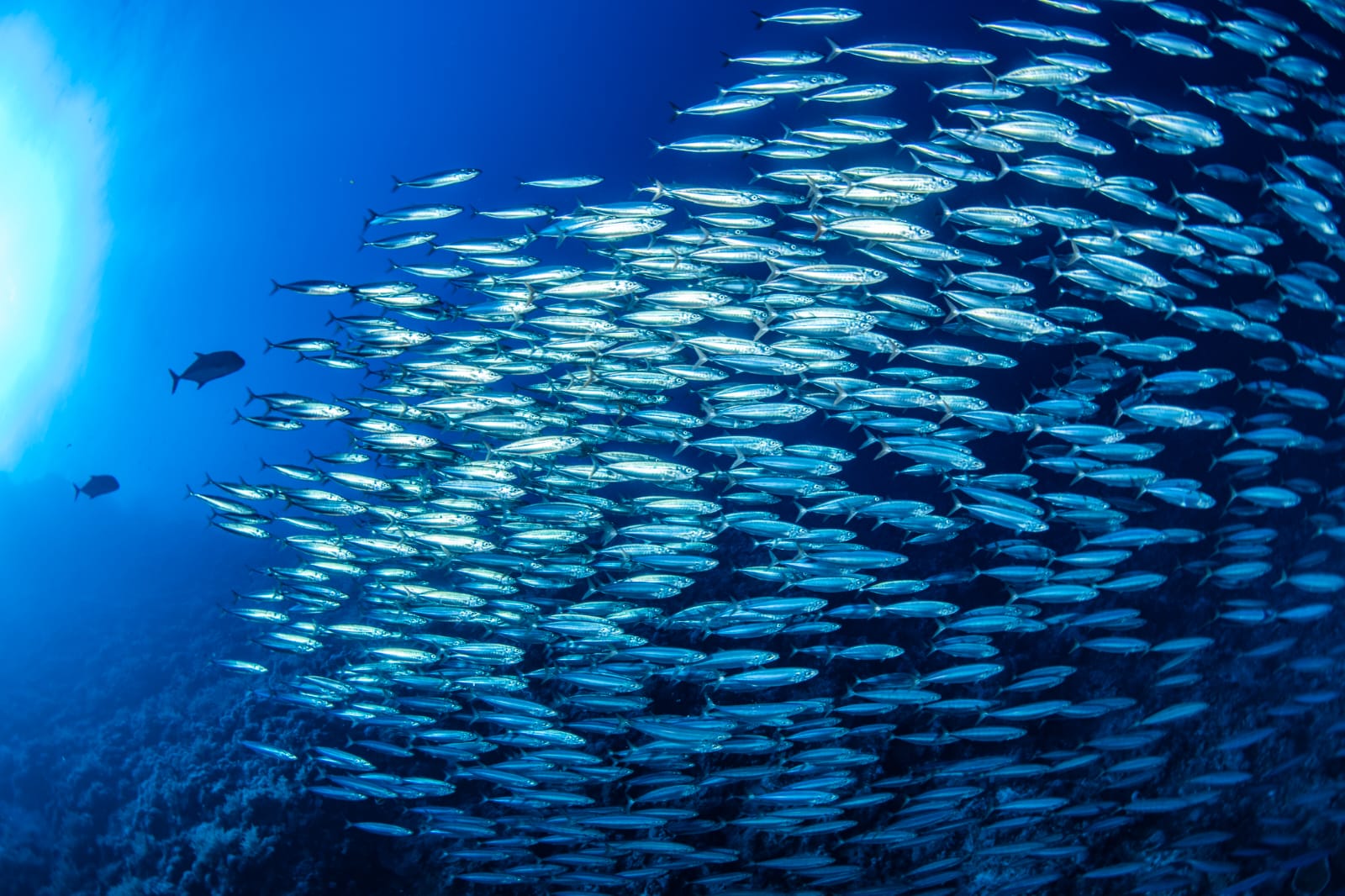Red Sea