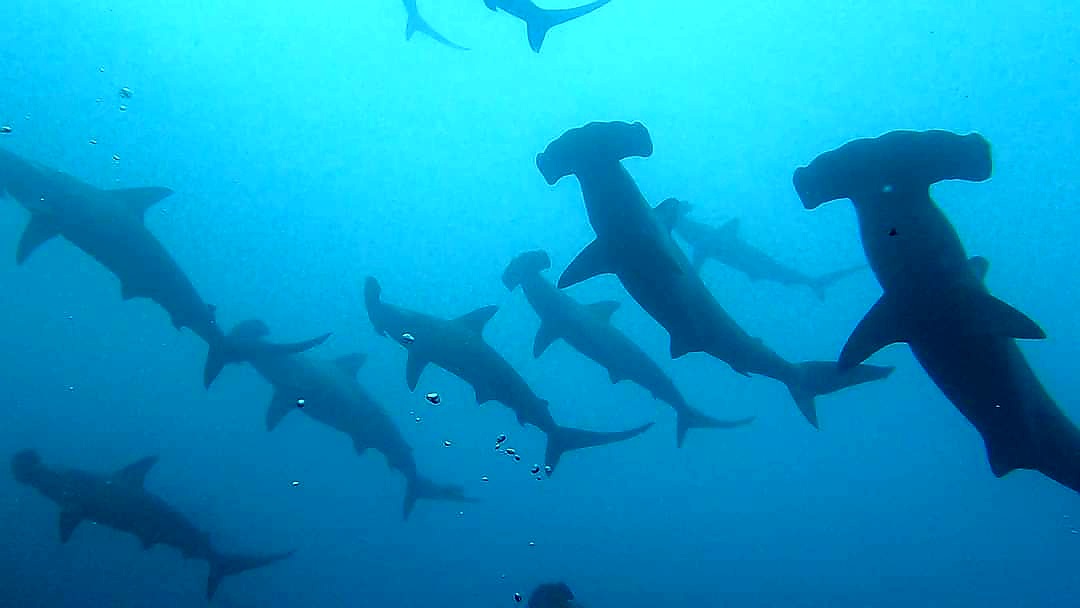 Galápagos